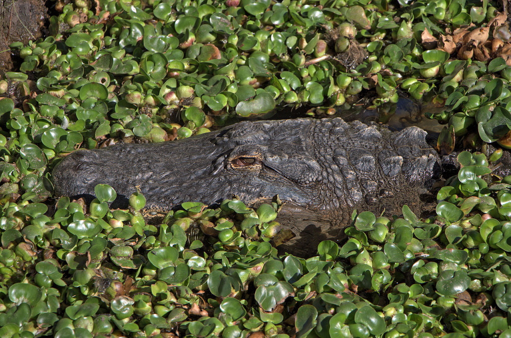 Alligator Mississippiensis by H Zell